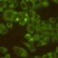 DDX3 Antibody